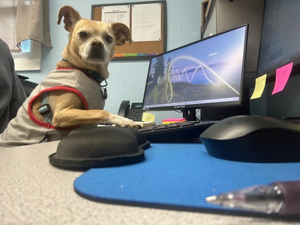 dog and a computer